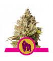 Royal Gorilla (Royal Queen Seeds)