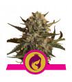 Mother Gorilla (Royal Queen Seeds)