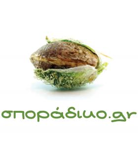 σποράδικο.gr