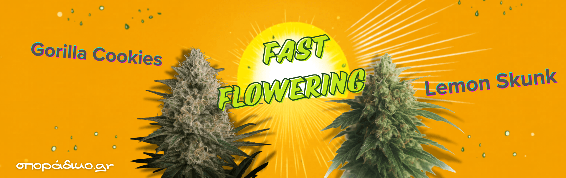Fast Flowering, Gorilla Cookies - Lemon Skunk